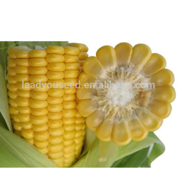 CO01 Honey medium maturity super-sweet yellow hybrid corn seeds for planting